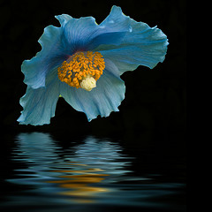 Flor azul inclinada sobre el agua 